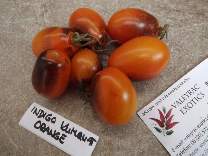 Indigo Kumquat Orange paradicsom - Paradicsom különlegességek az Egzotikus Növények Stúdiója kínálatából
